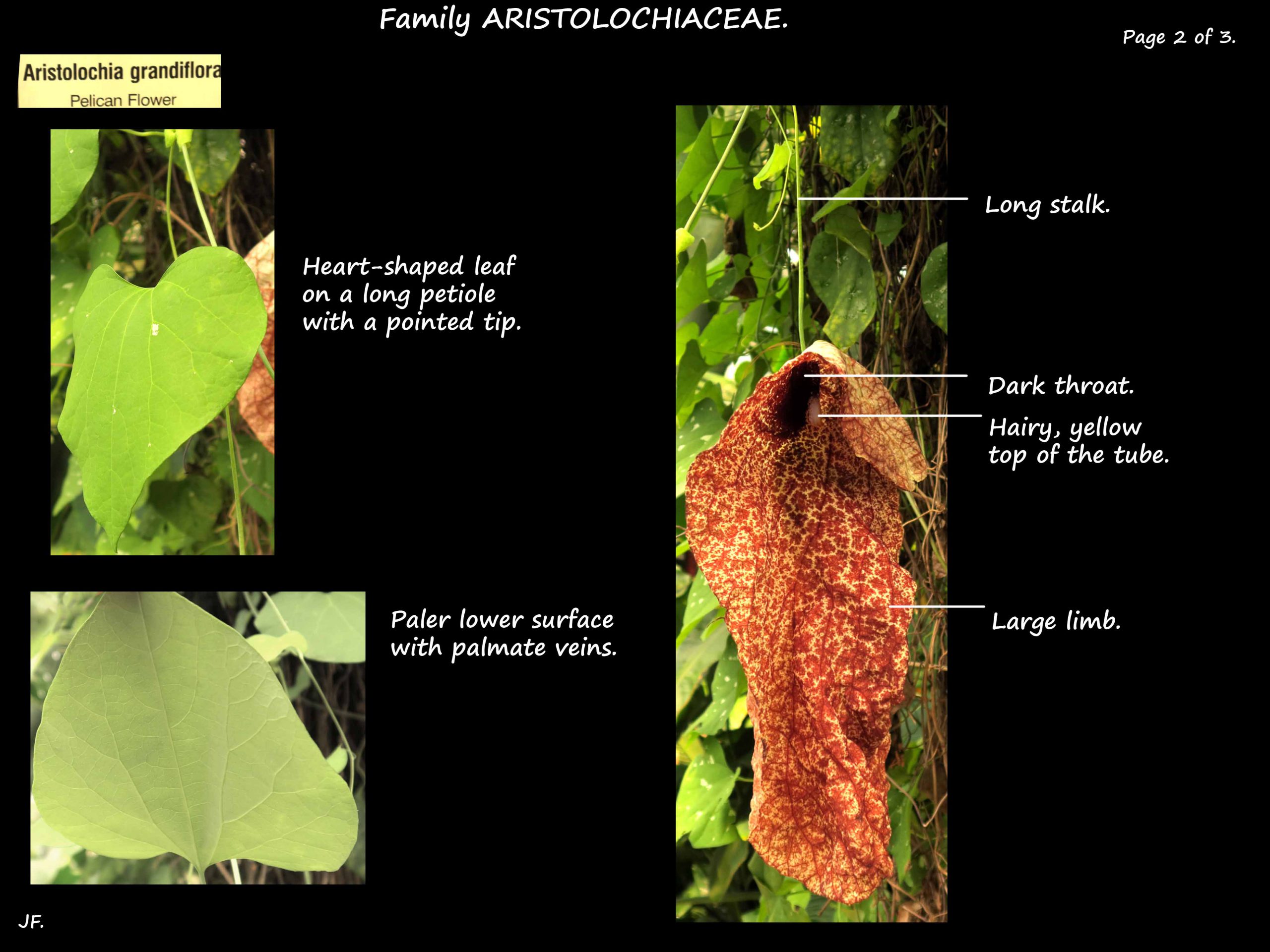 2 Aristolochia grandiflora leaf & flower